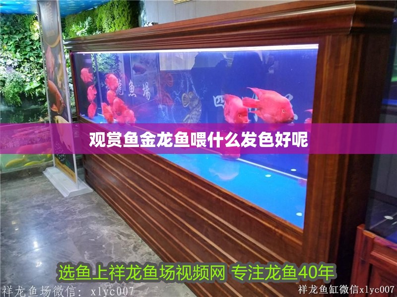 觀賞魚金龍魚喂什么發色好呢