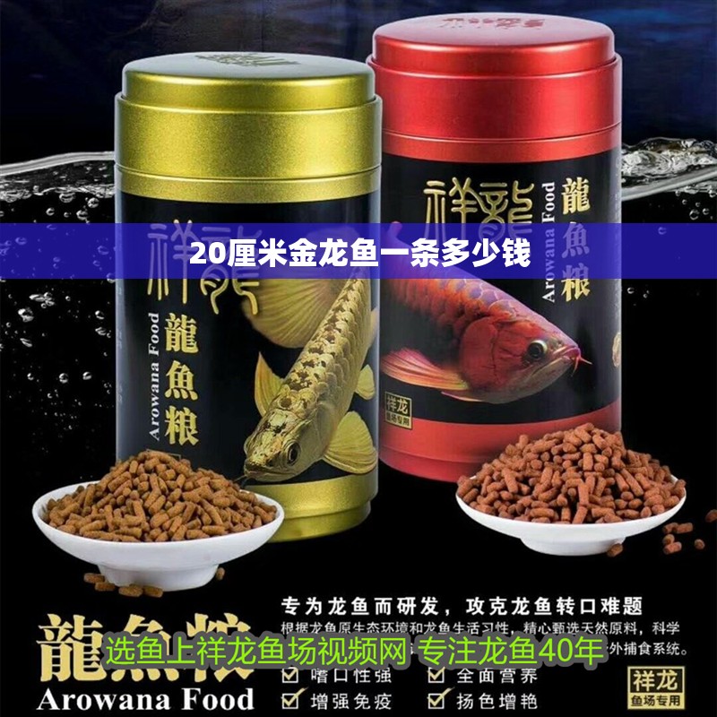 20厘米金龍魚一條多少錢