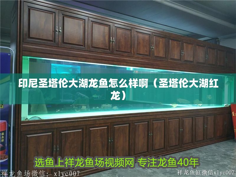 印尼圣塔倫大湖龍魚怎么樣啊（圣塔倫大湖紅龍）