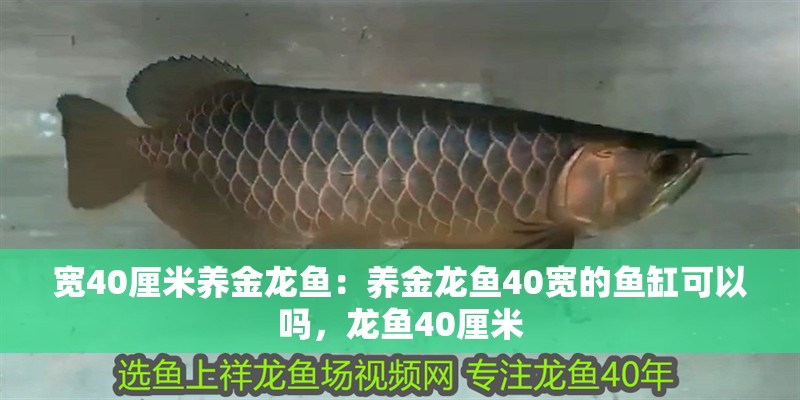 寬40厘米養金龍魚：養金龍魚40寬的魚缸可以嗎，龍魚40厘米