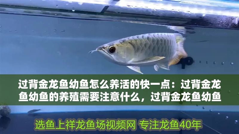 過背金龍魚幼魚怎么養(yǎng)活的快一點：過背金龍魚幼魚的養(yǎng)殖需要注意什么，過背金龍魚幼魚的養(yǎng)殖方法