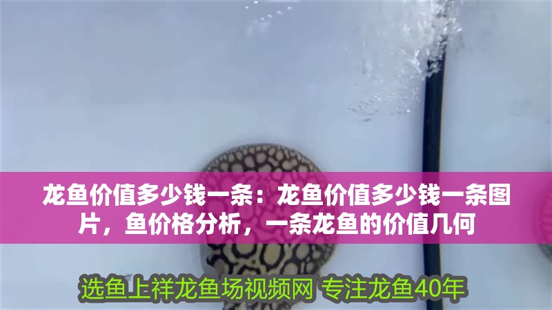 龍魚價值多少錢一條：龍魚價值多少錢一條圖片，魚價格分析，一條龍魚的價值幾何