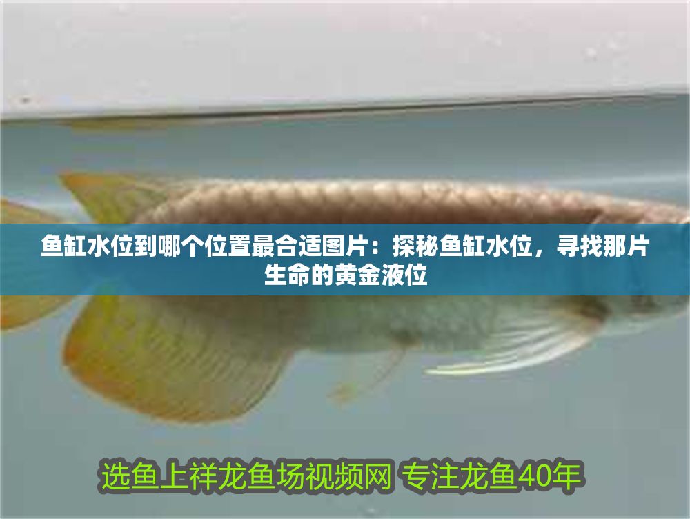 魚缸水位到哪個位置最合適圖片：探秘魚缸水位，尋找那片生命的黃金液位