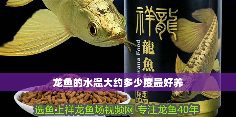 龍魚的水溫大約多少度最好養