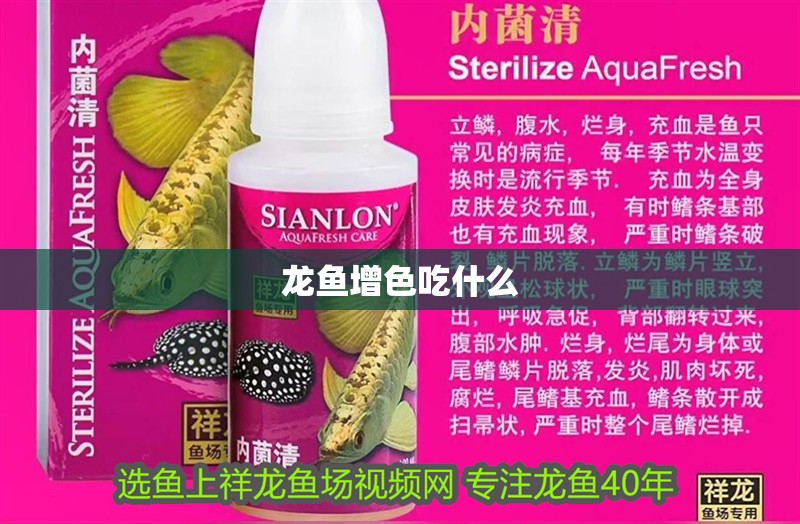龍魚增色吃什么