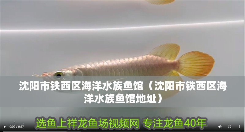 沈陽市鐵西區(qū)海洋水族魚館（沈陽市鐵西區(qū)海洋水族魚館地址）