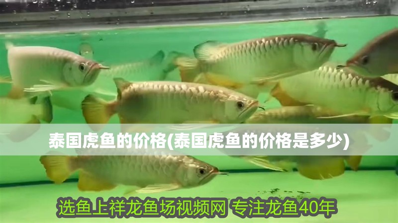 泰國虎魚的價格(泰國虎魚的價格是多少)