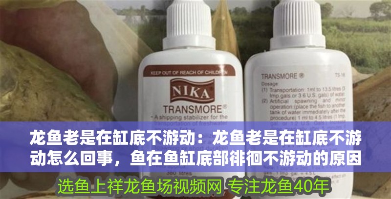 龍魚老是在缸底不游動：龍魚老是在缸底不游動怎么回事，魚在魚缸底部徘徊不游動的原因