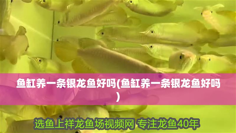 魚缸養(yǎng)一條銀龍魚好嗎(魚缸養(yǎng)一條銀龍魚好嗎)