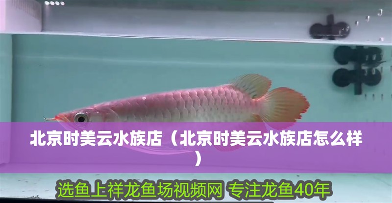 北京時美云水族店（北京時美云水族店怎么樣）