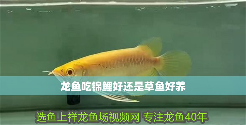 龍魚吃錦鯉好還是草魚好養