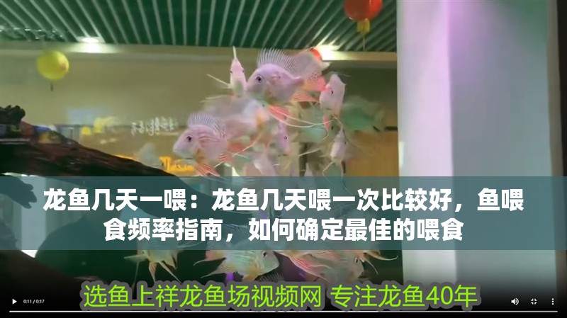 龍魚幾天一喂：龍魚幾天喂一次比較好，魚喂食頻率指南，如何確定最佳的喂食