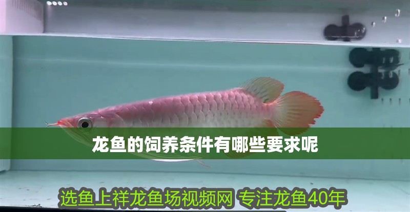 龍魚的飼養條件有哪些要求呢