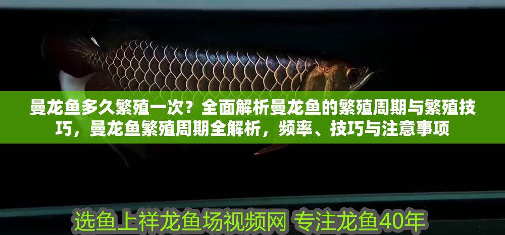 曼龍魚多久繁殖一次？全面解析曼龍魚的繁殖周期與繁殖技巧，曼龍魚繁殖周期全解析，頻率、技巧與注意事項