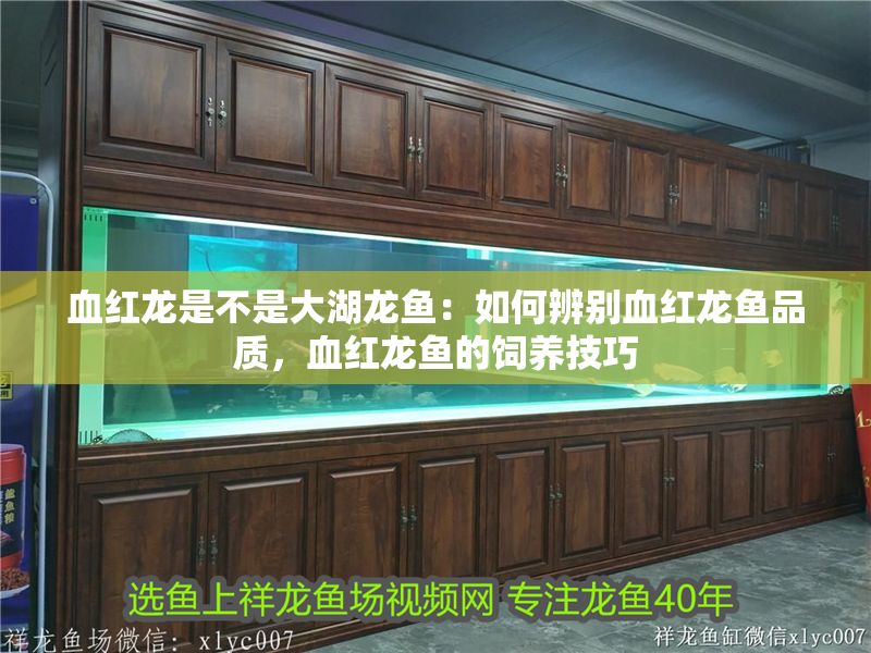 血紅龍是不是大湖龍魚(yú)：如何辨別血紅龍魚(yú)品質(zhì)，血紅龍魚(yú)的飼養(yǎng)技巧