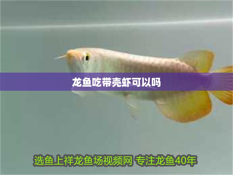 龍魚吃帶殼蝦可以嗎