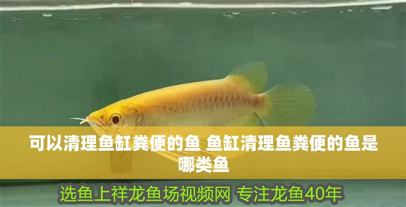 可以清理魚缸糞便的魚 魚缸清理魚糞便的魚是哪類魚