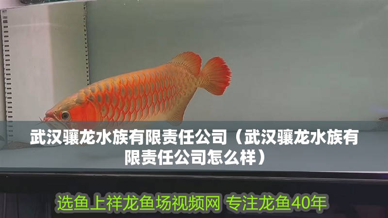 武漢驤龍水族有限責任公司（武漢驤龍水族有限責任公司怎么樣）