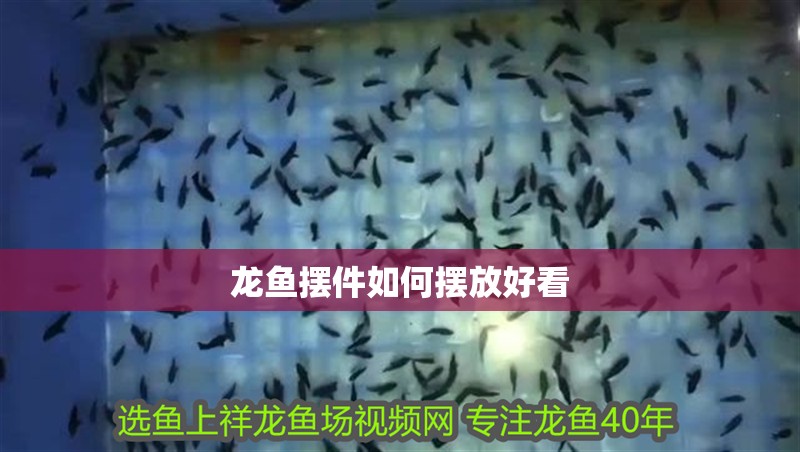 龍魚擺件如何擺放好看