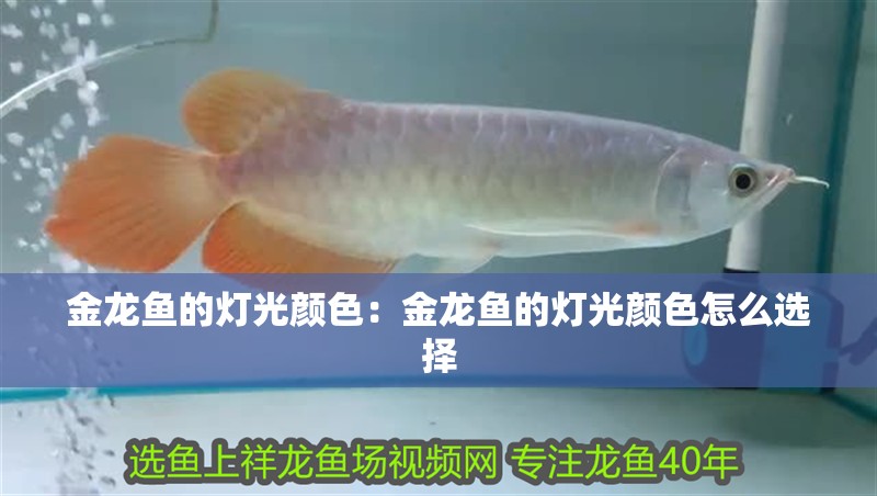金龍魚的燈光顏色：金龍魚的燈光顏色怎么選擇