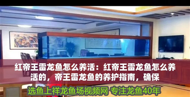 紅帝王雷龍魚怎么養活：紅帝王雷龍魚怎么養活的，帝王雷龍魚的養護指南，確保