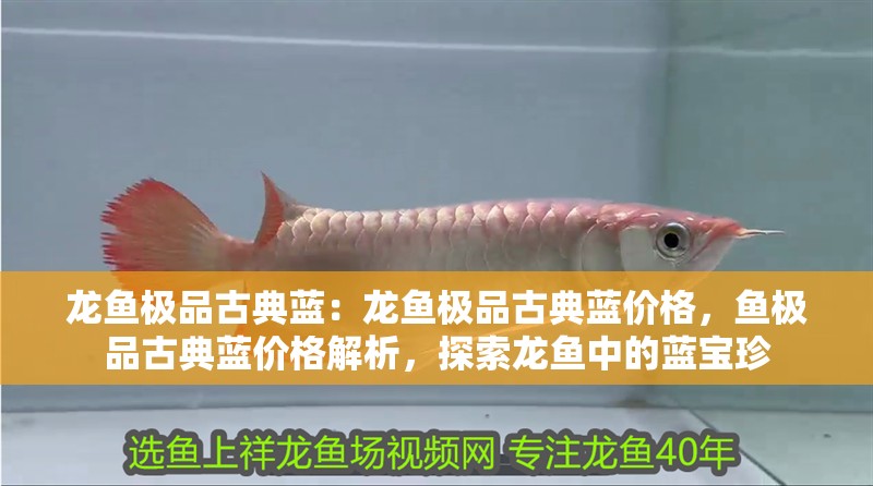 龍魚極品古典藍：龍魚極品古典藍價格，魚極品古典藍價格解析，探索龍魚中的藍寶珍