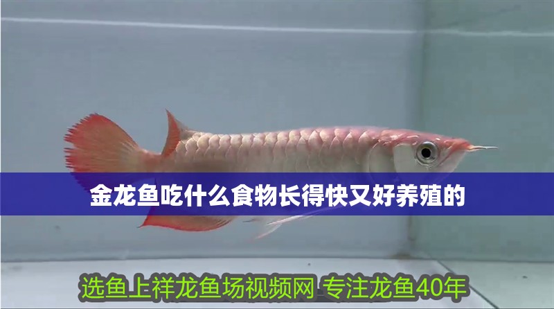 金龍魚吃什么食物長得快又好養殖的