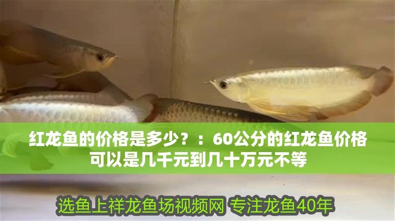 紅龍魚的價格是多少？：60公分的紅龍魚價格可以是幾千元到幾十萬元不等