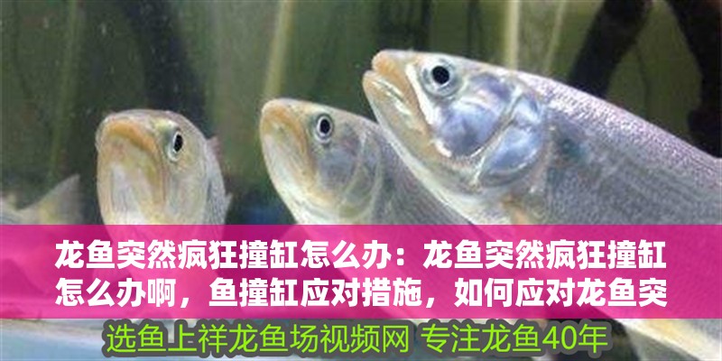 龍魚突然瘋狂撞缸怎么辦：龍魚突然瘋狂撞缸怎么辦啊，魚撞缸應對措施，如何應對龍魚突然的撞擊行為