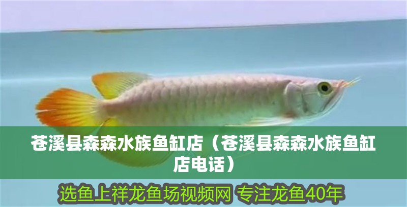 蒼溪縣森森水族魚缸店（蒼溪縣森森水族魚缸店電話）