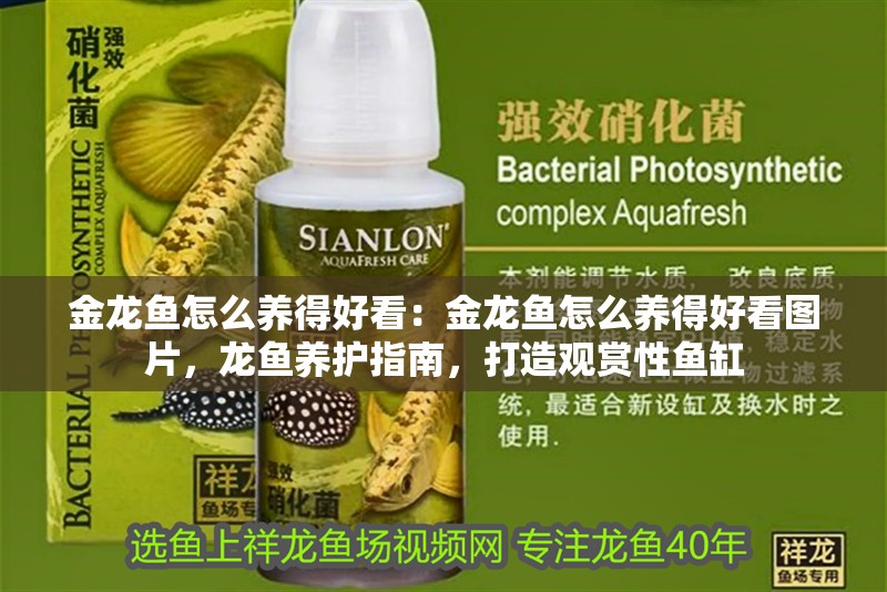 金龍魚怎么養得好看：金龍魚怎么養得好看圖片，龍魚養護指南，打造觀賞性魚缸