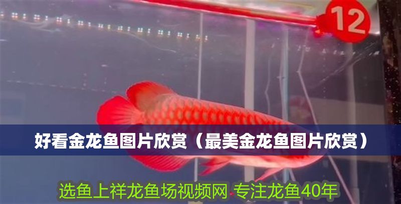 好看金龍魚圖片欣賞（最美金龍魚圖片欣賞）