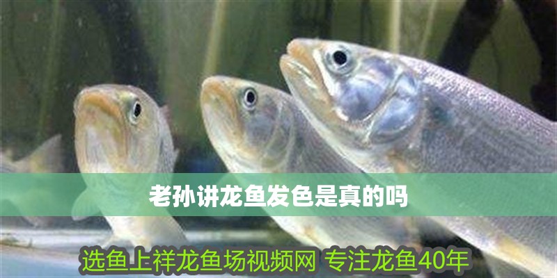 老孫講龍魚發(fā)色是真的嗎