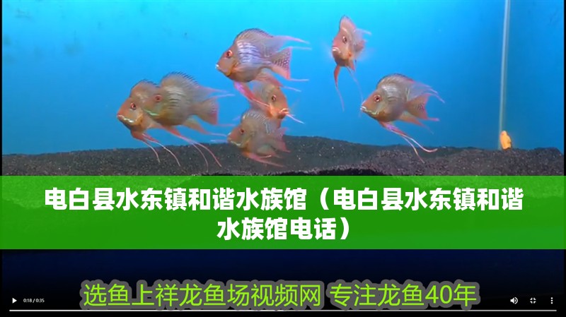 電白縣水東鎮(zhèn)和諧水族館（電白縣水東鎮(zhèn)和諧水族館電話）