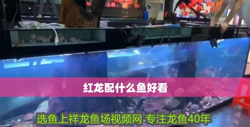 紅龍配什么魚(yú)好看 紅龍配什么魚(yú)好看 龍魚(yú)百科 第2張