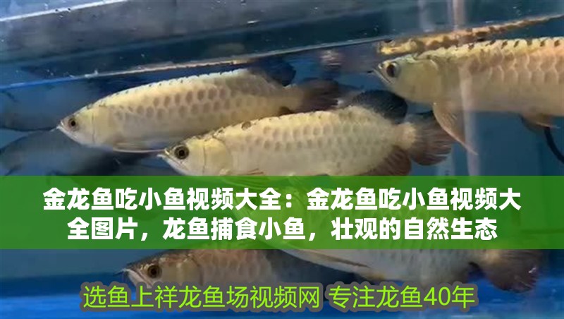 金龍魚吃小魚視頻大全：金龍魚吃小魚視頻大全圖片，龍魚捕食小魚，壯觀的自然生態(tài)