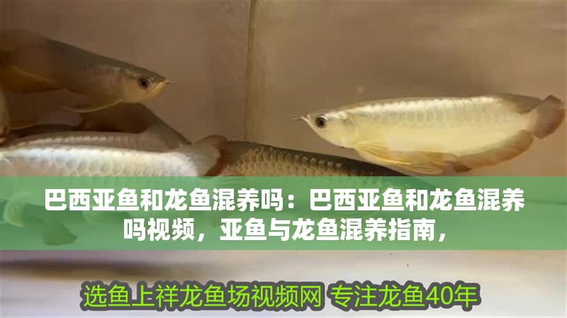 巴西亞魚和龍魚混養嗎：巴西亞魚和龍魚混養嗎視頻，亞魚與龍魚混養指南，