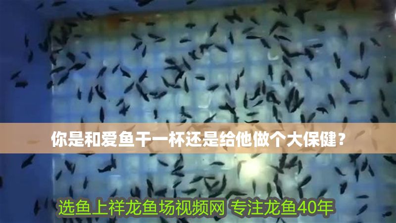 你是和愛魚干一杯還是給他做個大保健？