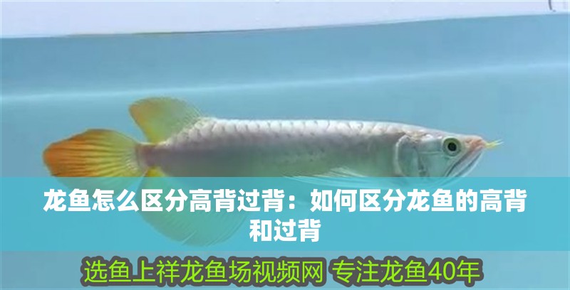 魚缸用增氧泵價格是多少:魚缸增氧機-xtrac增氧機-xtrac增氧機 龍魚怎么區分高背過背:如何區分龍魚的高背和過背 龍魚百科 龍魚怎么區分高背過背:如何區分龍魚的高背和過背 龍魚怎么區分高背過背:如何區分龍魚的高背和過背 龍魚百科