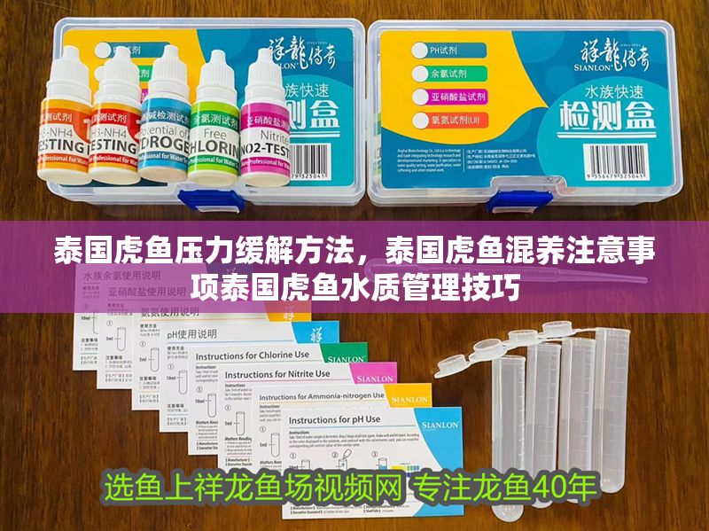 泰國虎魚壓力緩解方法，泰國虎魚混養注意事項泰國虎魚水質管理技巧