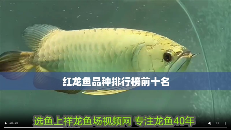 紅龍魚(yú)品種排行榜前十名