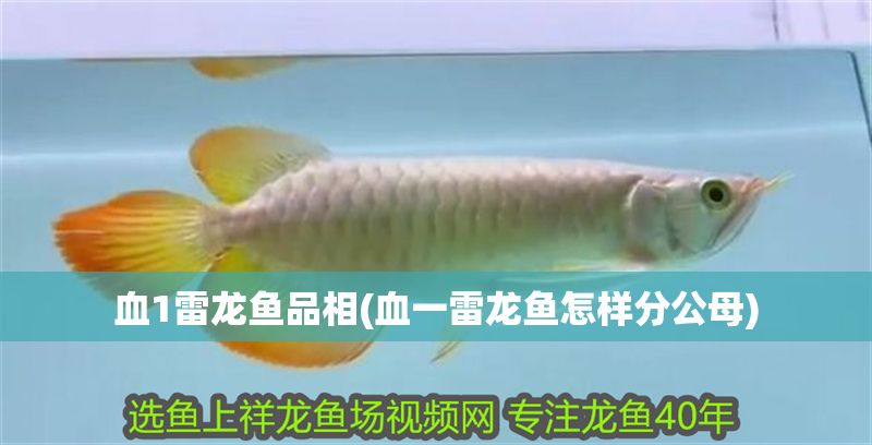 血1雷龍魚品相(血一雷龍魚怎樣分公母)