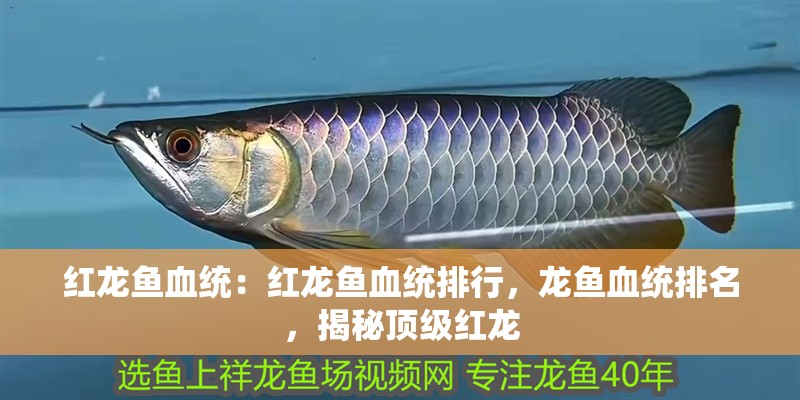 紅龍魚血統(tǒng)：紅龍魚血統(tǒng)排行，龍魚血統(tǒng)排名，揭秘頂級(jí)紅龍
