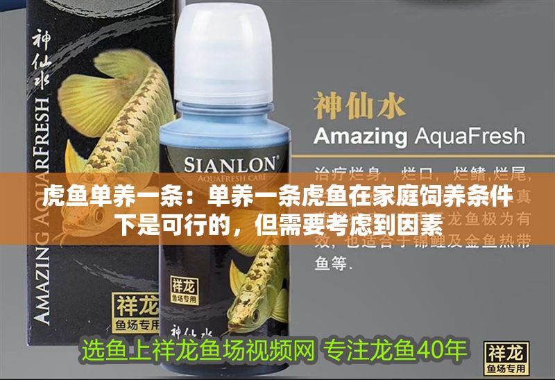 虎魚單養一條：單養一條虎魚在家庭飼養條件下是可行的，但需要考慮到因素