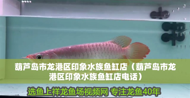 葫蘆島市龍港區(qū)印象水族魚缸店（葫蘆島市龍港區(qū)印象水族魚缸店電話）