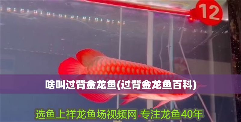 啥叫過背金龍魚(過背金龍魚百科)