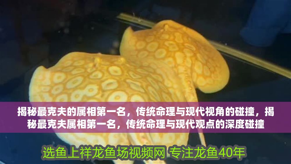 詳細閱讀:揭秘最克夫的屬相第一名,傳統命理與現代視角的碰撞,揭秘最克夫屬相第一名,傳統命理與現代觀點的深度碰撞 揭秘最克夫的屬相第一名,傳統命理與現代視角的碰撞,揭秘最克夫屬相第一名,傳統命理與現代觀點的深度碰撞