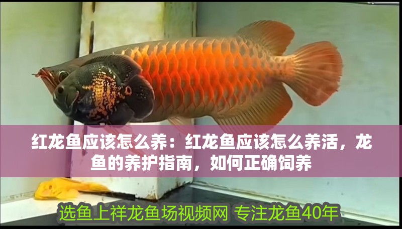 紅龍魚應該怎么養：紅龍魚應該怎么養活，龍魚的養護指南，如何正確飼養