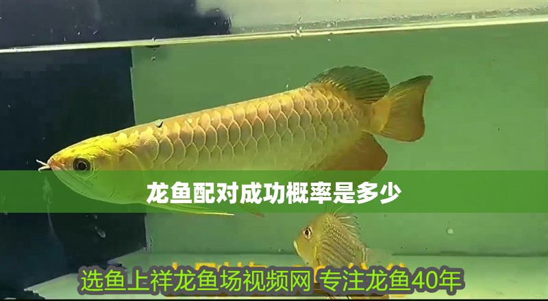 龍魚配對(duì)成功概率是多少 龍魚配對(duì)成功概率是多少 龍魚百科 第4張