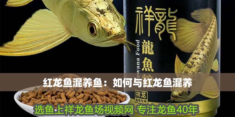 紅龍魚混養魚：如何與紅龍魚混養 紅龍魚混養魚：如何與紅龍魚混養 紅龍魚百科 第1張